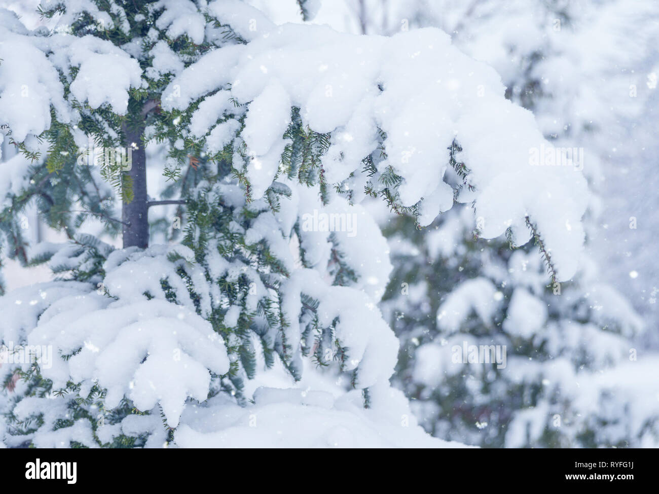Zweigniederlassungen von Blue Spruce, mit reichlich Schnee während einem Schneefall bedeckt, in der Nähe Stockfoto