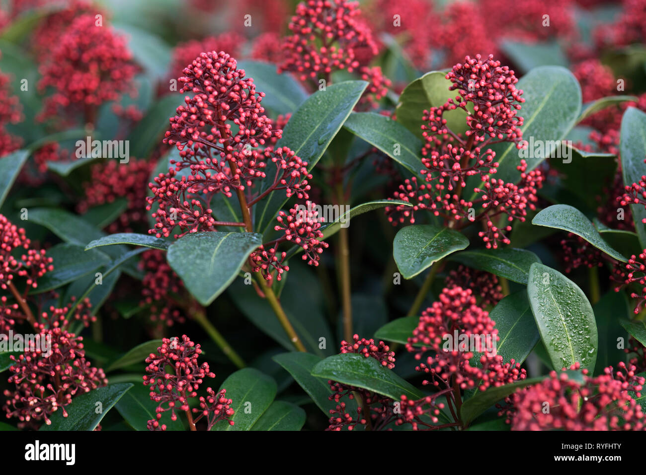 SKIMMIA JAPONICA RUBELLA Stockfoto
