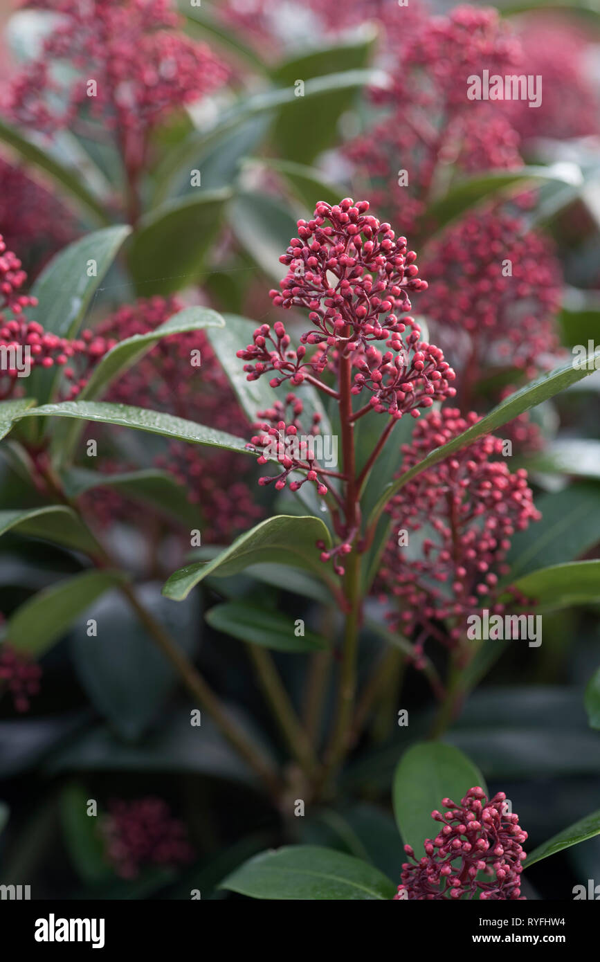 SKIMMIA JAPONICA RUBELLA Stockfoto