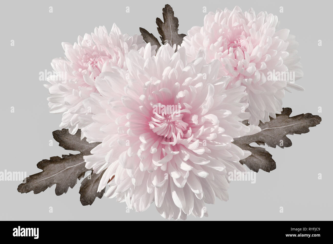 Drei weiß mit rosa Chrysanthemen Strauß mit Blättern, auf einem hellgrauen Hintergrund. Künstlerische Bild mit Farbe Schwerpunkt auf Blumen Stockfoto