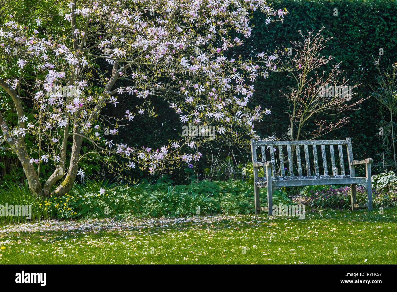 Kontemplative Garten spot mit Sitzbank mit Flechten und blühenden Magnolia stellata, England Stockfoto