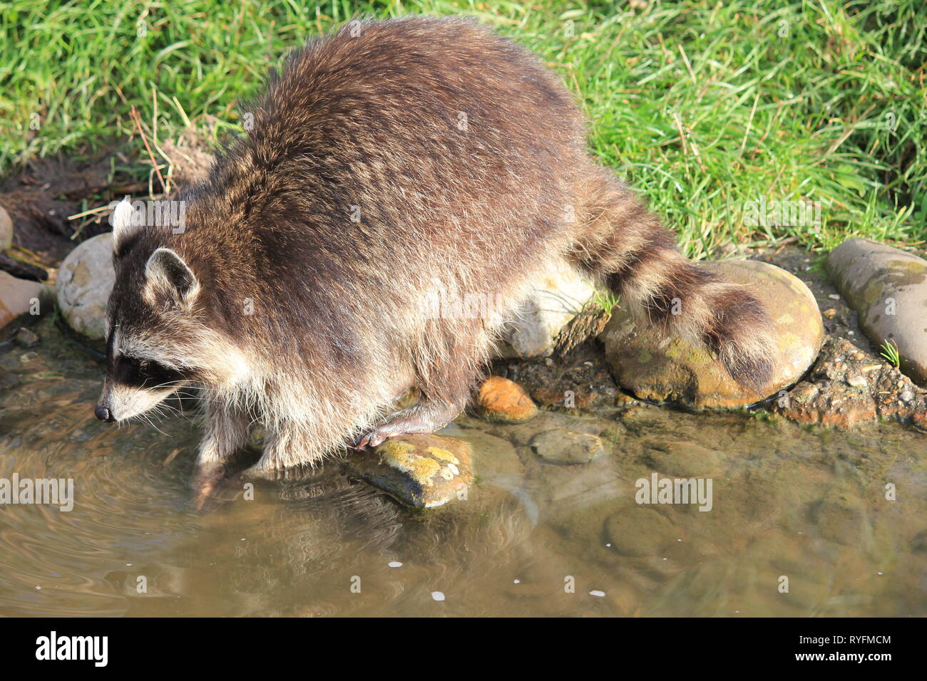 Waschbär in Blijdorp Zoo. Rotterdam Stockfoto