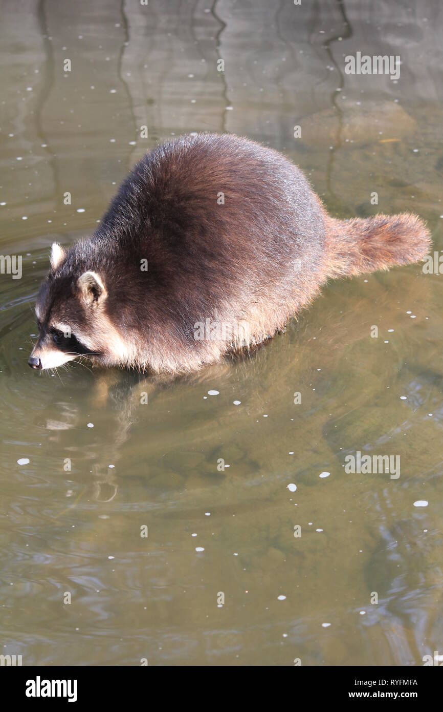 Waschbär in Blijdorp Zoo. Rotterdam Stockfoto