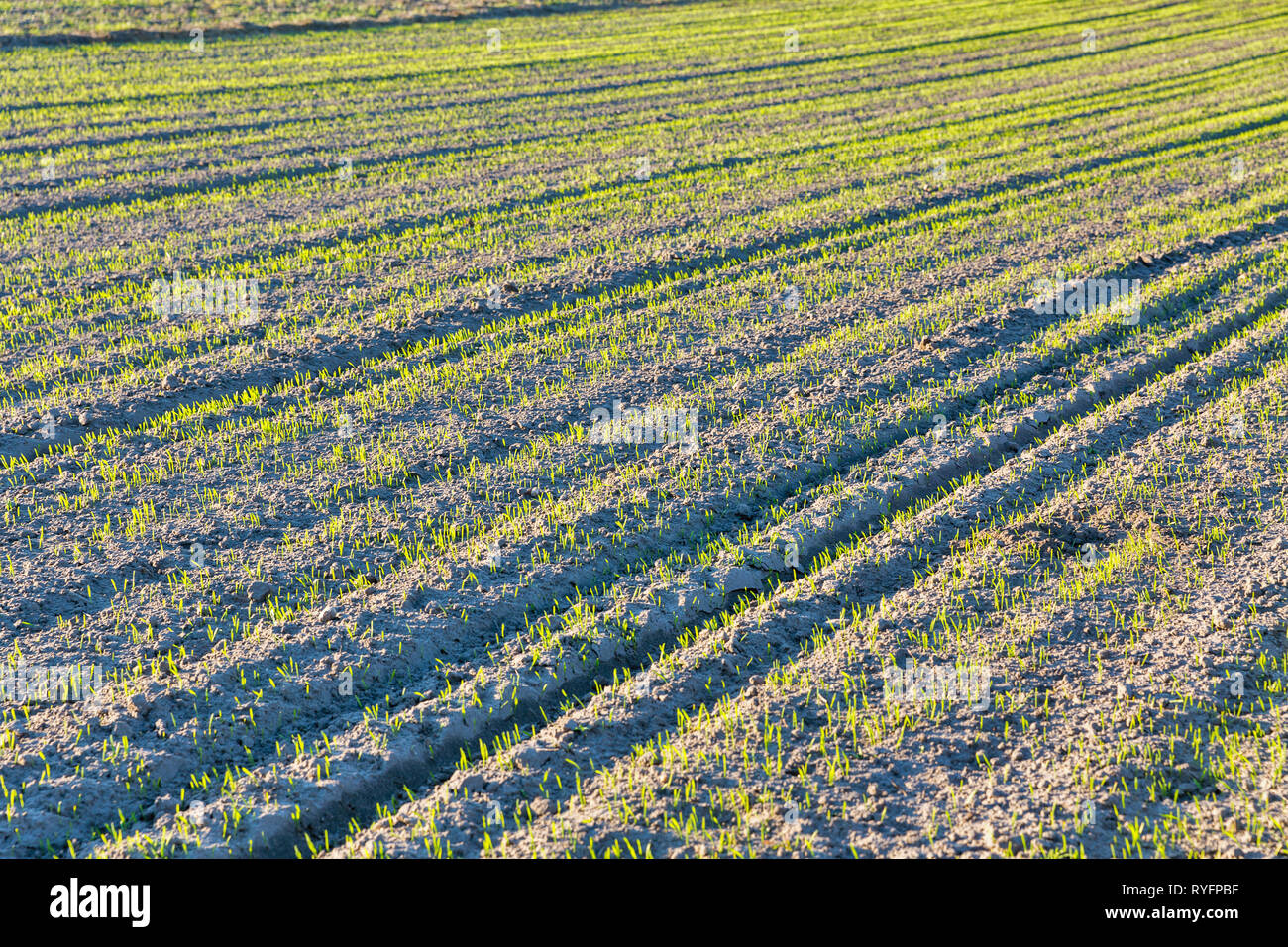 Herbst Landschaft mit wintergetreide Wachstum auf dem Feld closeup, Ukraine Stockfoto