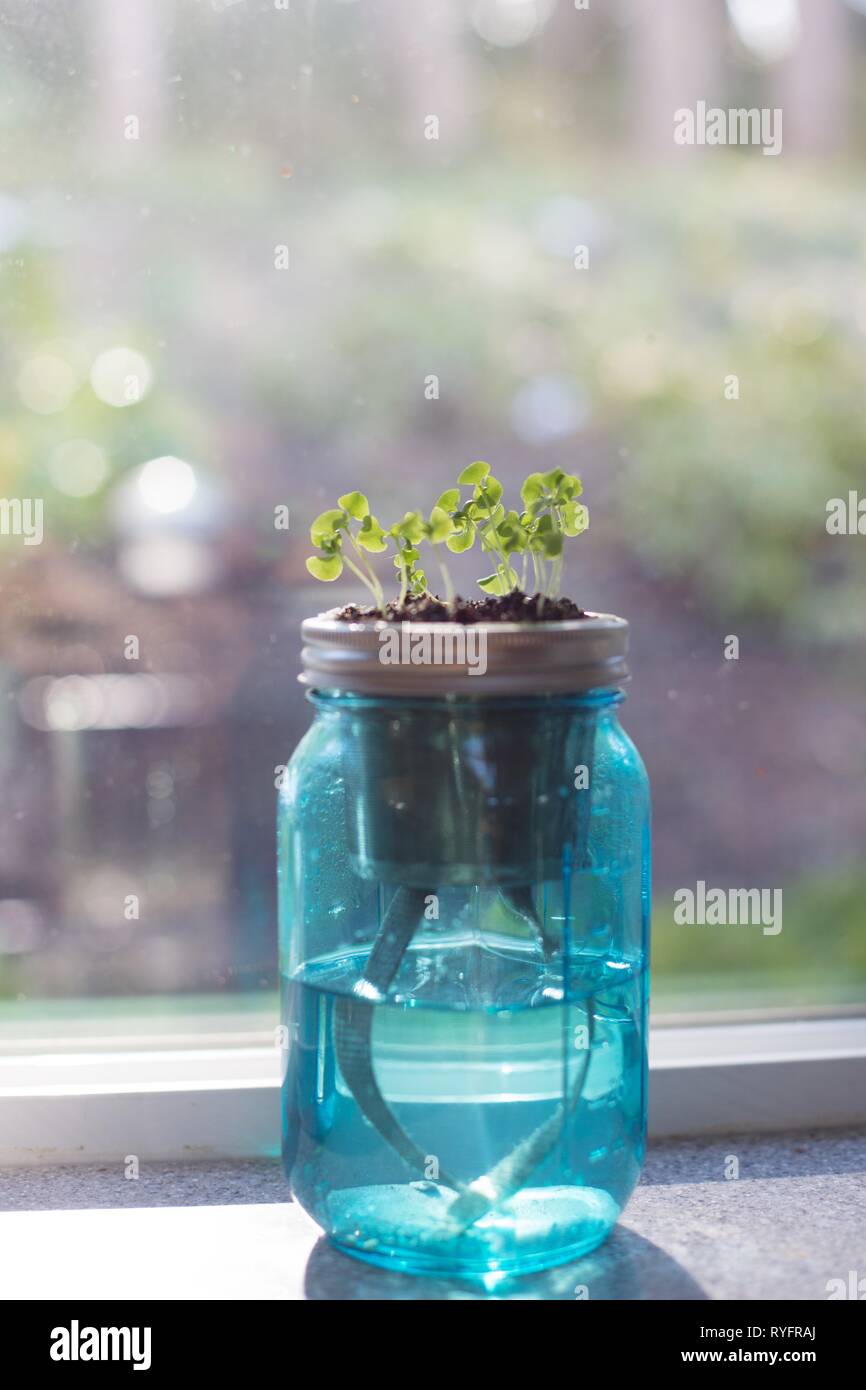 Basilikum Samen in einem Garten jar wächst. Stockfoto