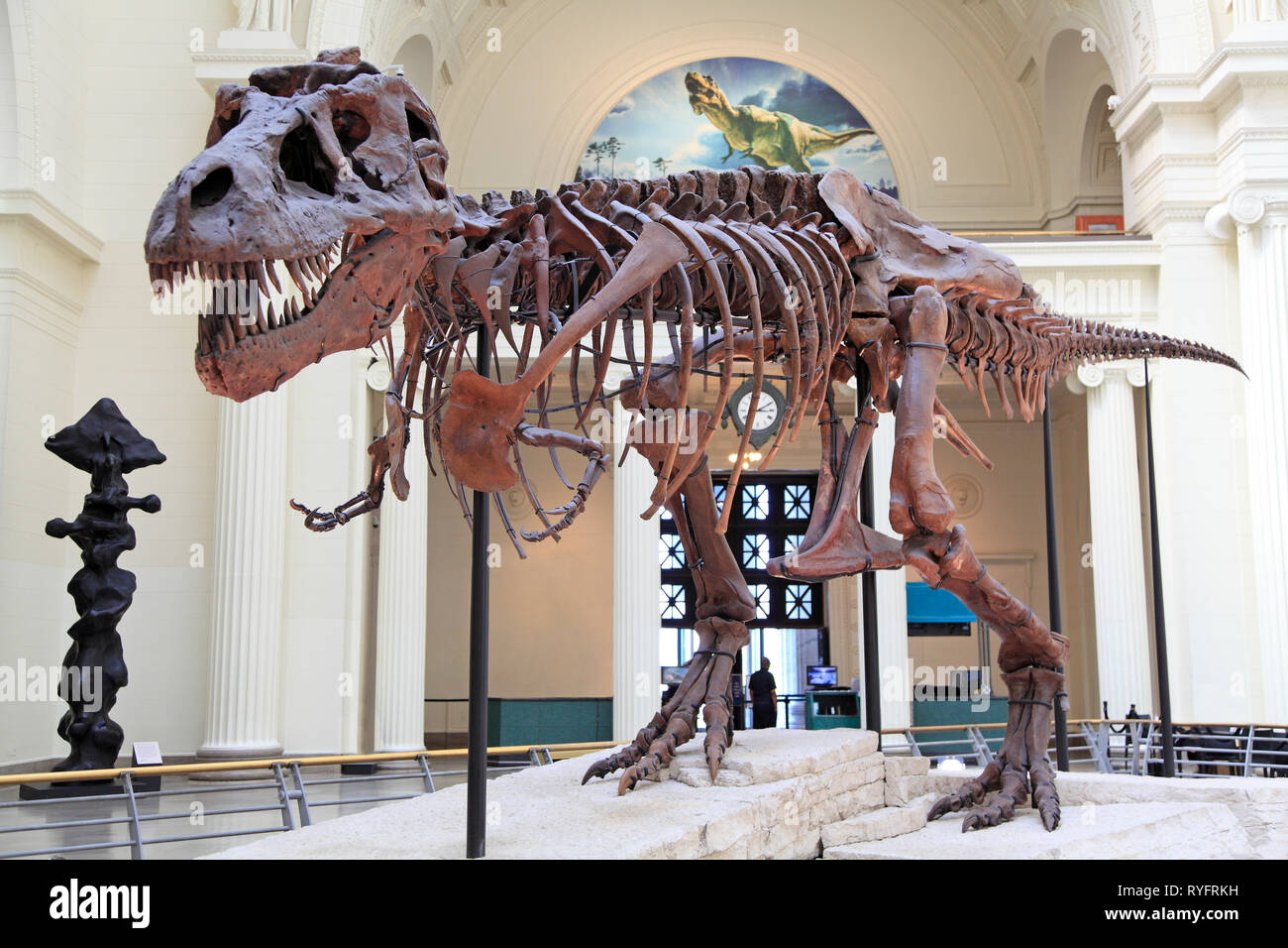 Tyrannosaurus (T-Rex) Skelett Stockfoto