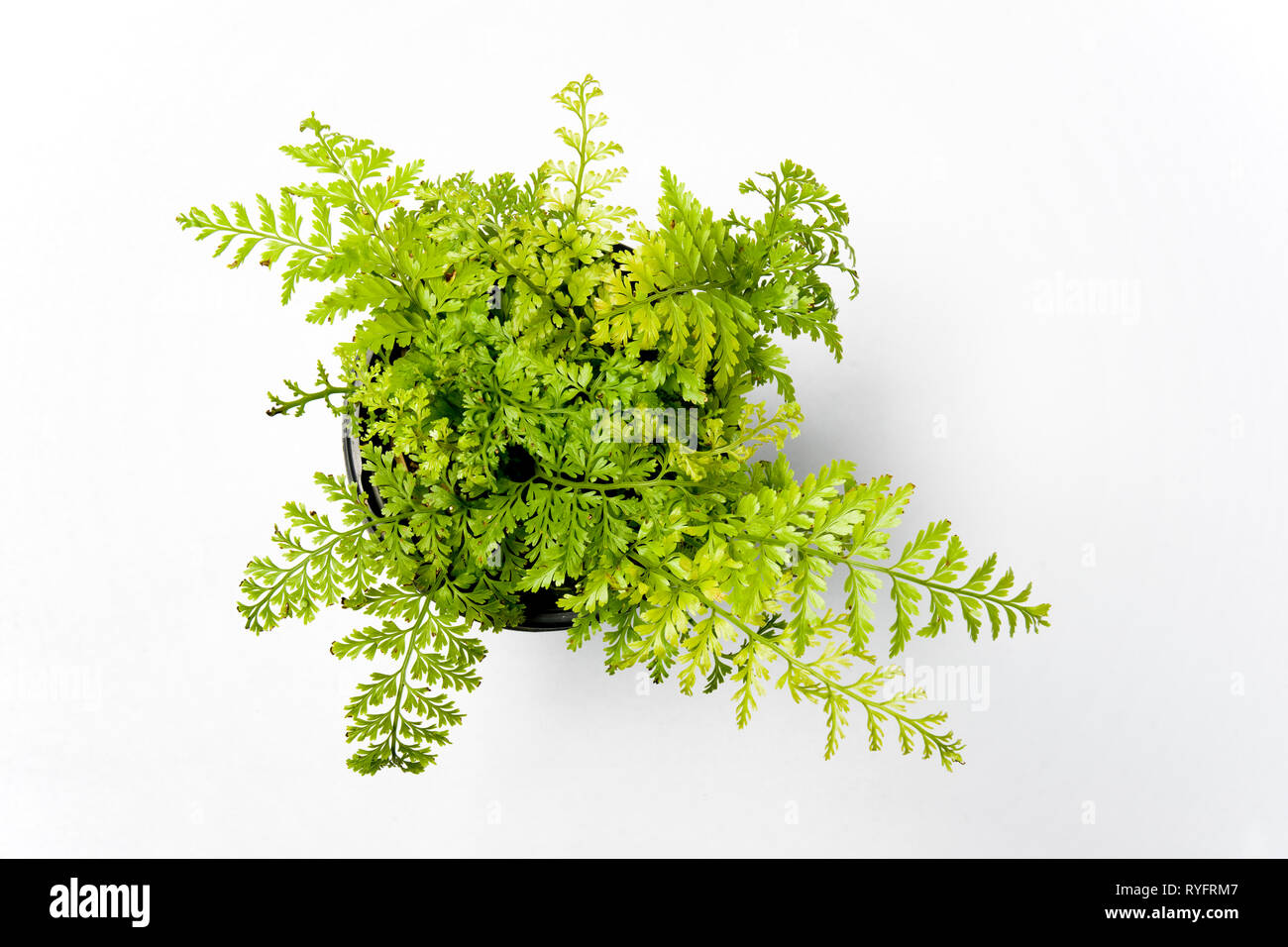 Asplenium Bulbiferum, Mutter spleenwort, Hühner und Hühnchen fern Stockfoto