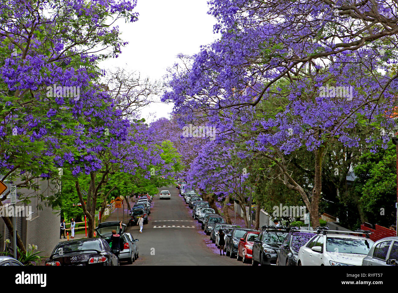 Reisen Australien. Ansichten und scenics Australien. Das Jacaranda ist eine Ikone Baum in Australien. Stockfoto