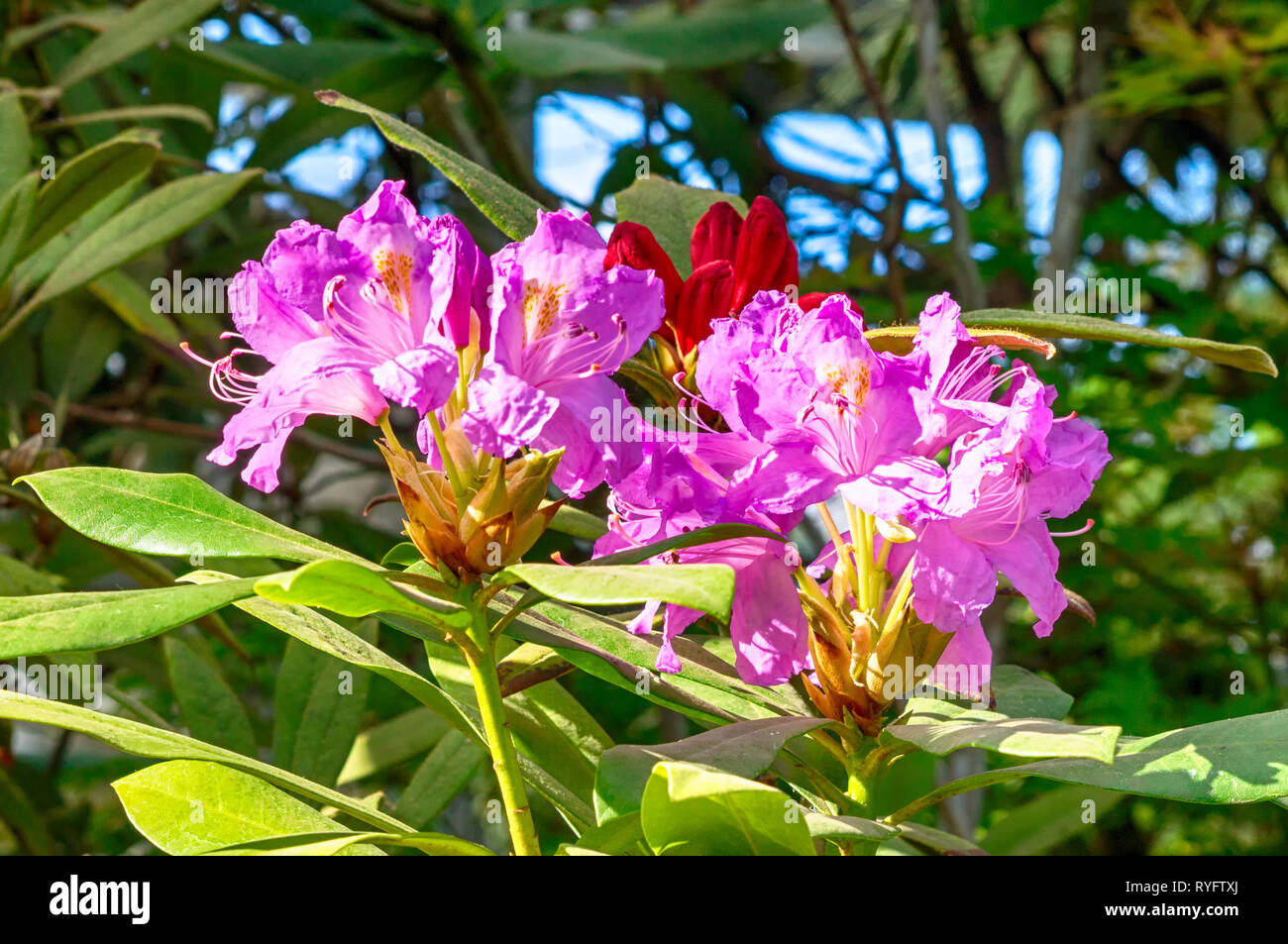 Indian azalea Fotos und Bildmaterial in hoher Auflösung Alamy