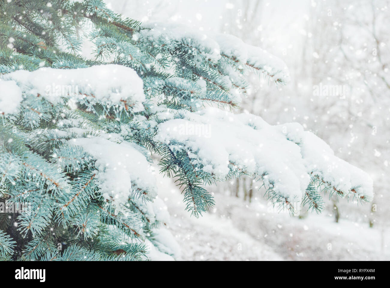 Zweigniederlassungen von Blue Spruce, mit reichlich Schnee während einem Schneefall bedeckt, in der Nähe Stockfoto