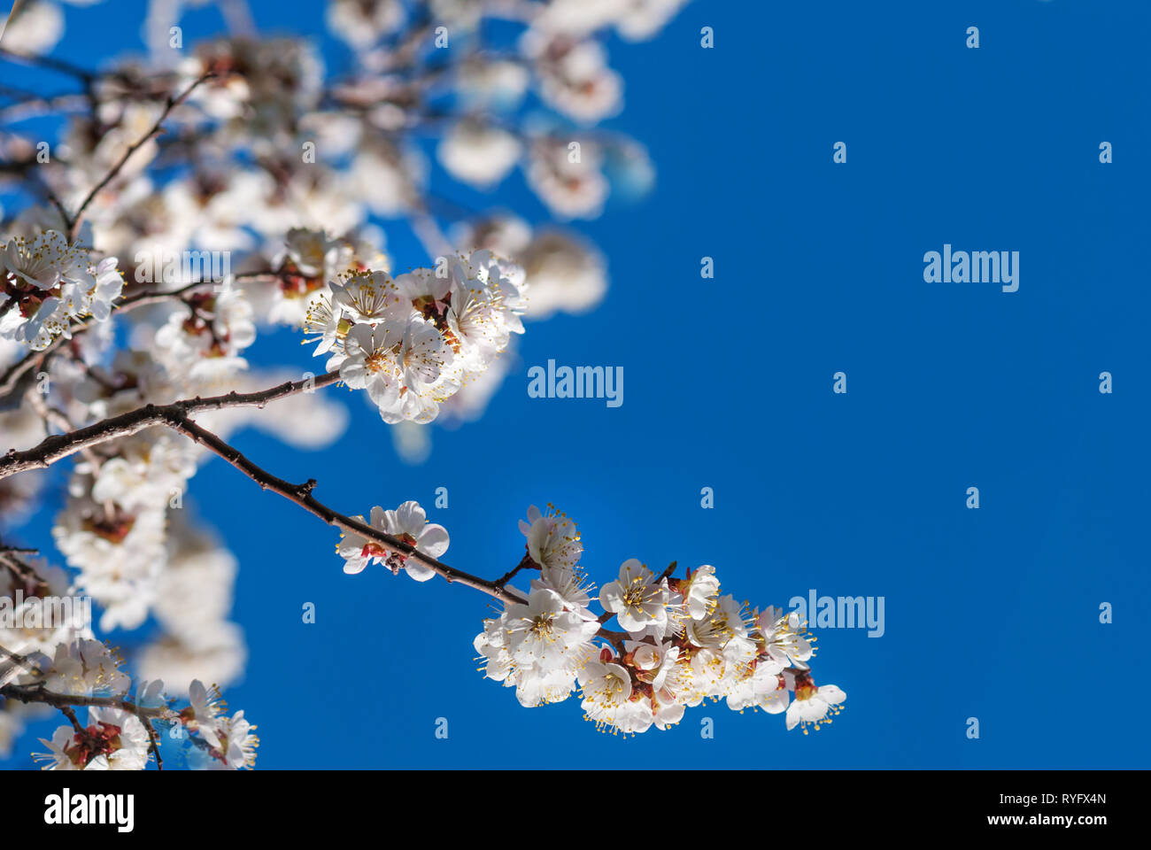Schönen Zweigen der weissen Kirschblüten gegen den Hintergrund des blauen Himmels Stockfoto