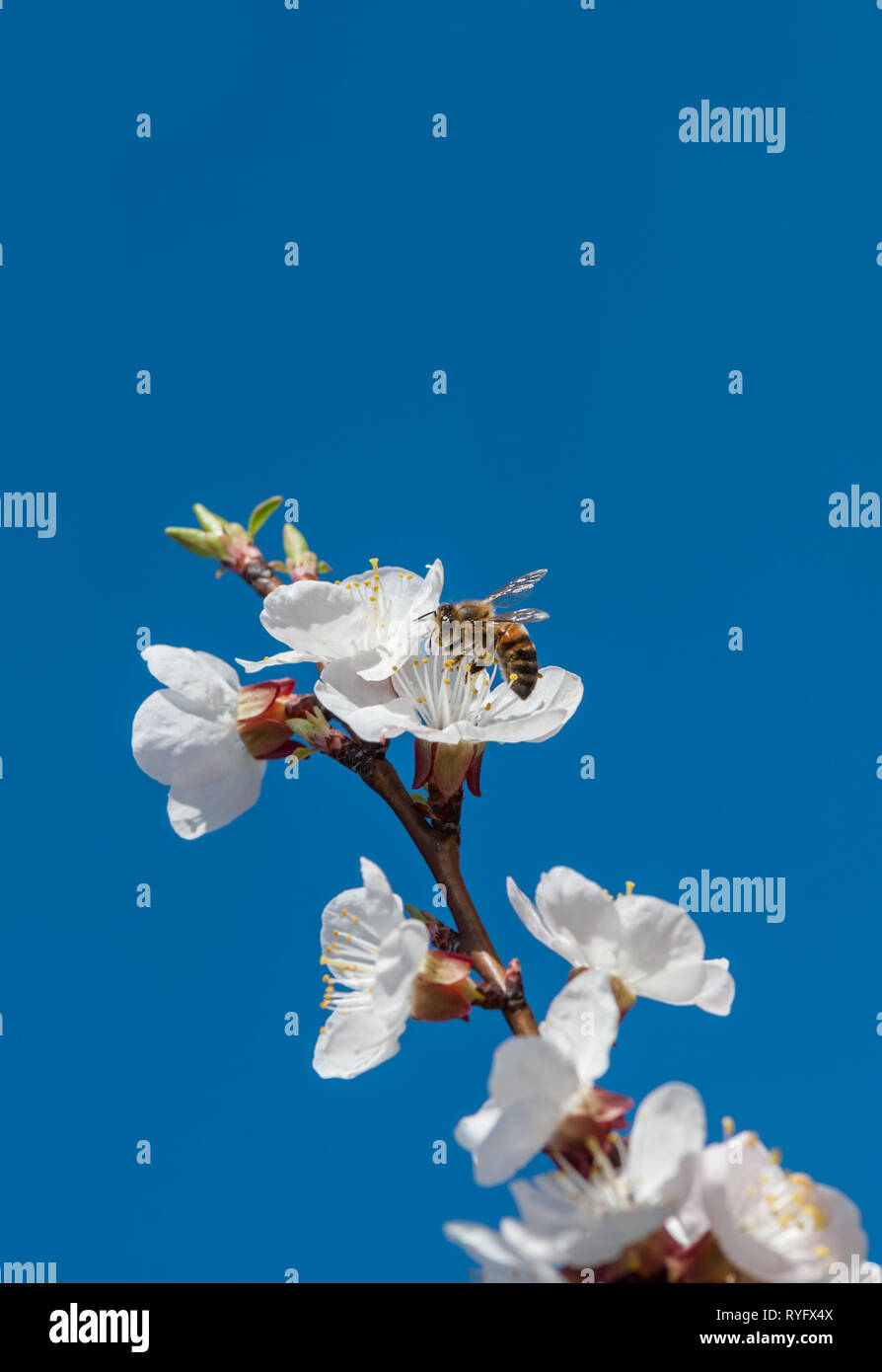 Honig Biene sammelt Nektar aus weißen Blumen der Kirschblüten gegen den blauen Himmel in der Spring Garden Stockfoto