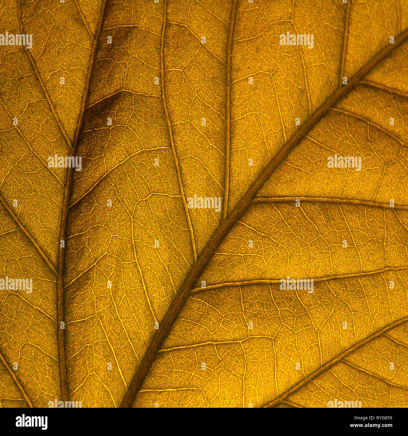 Beleuchtete Golden Leaf abstract zeigt detaillierte Venen und geschwungenen Kurven. Hohe Textur und Grafikdesign im quadratischen Format. Toll für Corporate Art. Stockfoto