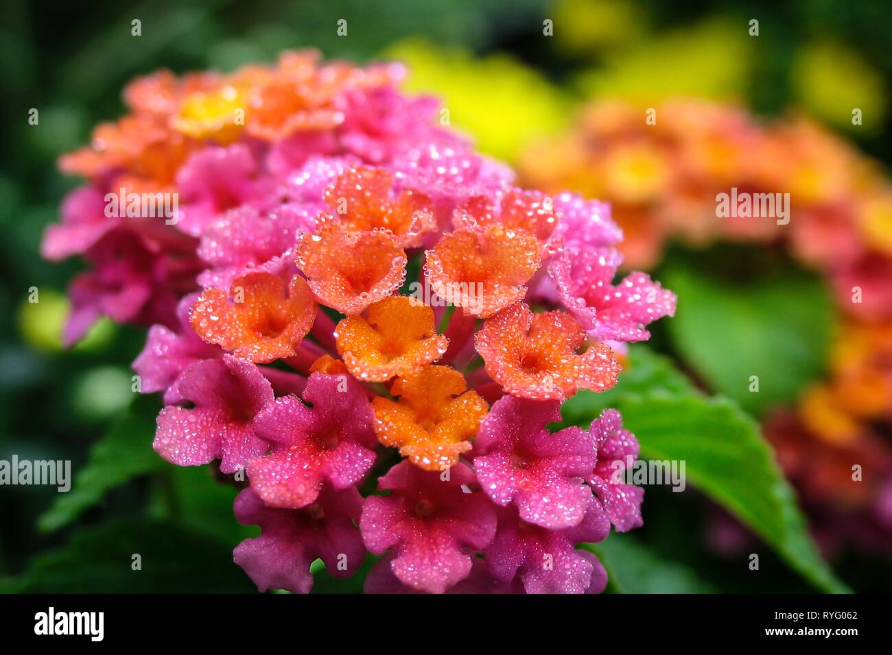 In der Nähe Bild von bunten Lantana Blume mit Morgentau bringen ein Gefühl der Neuheit. Makro zeigt Details selten beobachtet, aber sehr heilsame Wirkung. Stockfoto