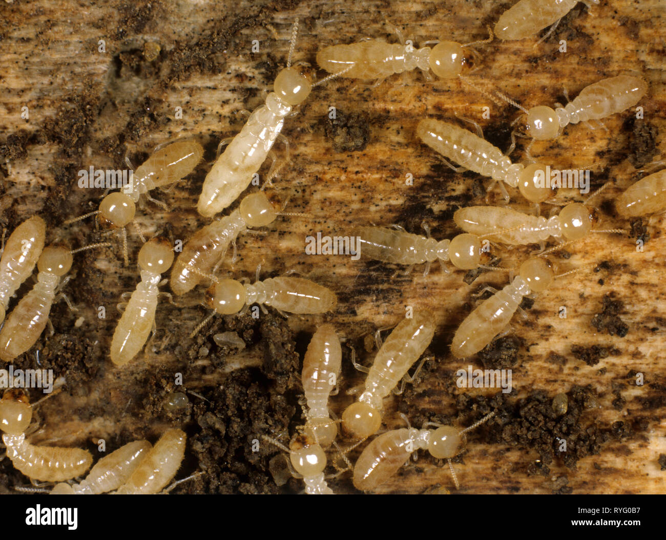 Termite (Reticuliteres sp.) Arbeiter und Nymphe mit mehr Körper und Flügel Knospen, die auf beschädigten Holz mit Schutt und Frass Stockfoto