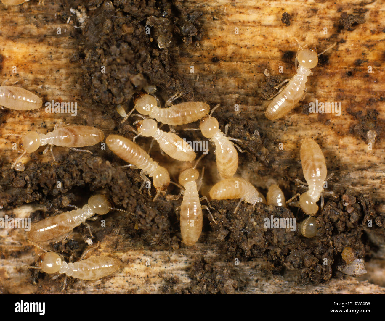 Termite Reticulitermes Arbeitnehmer (sp.) Auf beschädigte Holz mit Schutt und Frass Stockfoto