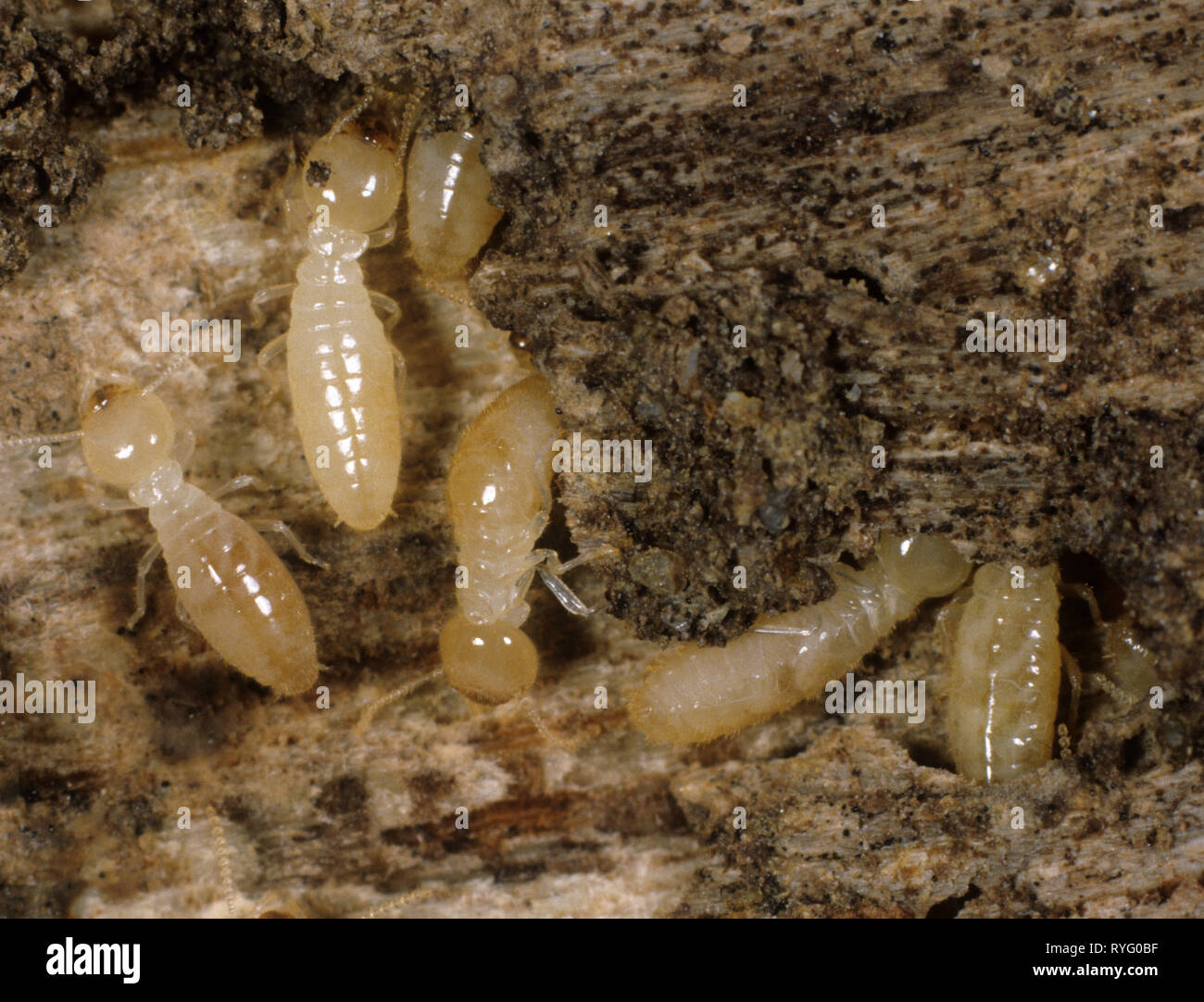 Termite Reticulitermes Arbeitnehmer (sp.) Auf beschädigte Holz mit Schutt und Frass Stockfoto