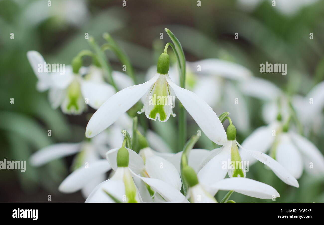 Galanthus 'Curly'. Duftende Blüte von Snowdrop "Curly" mit einem markanten grünen Kreuz auf inneren Segmenten - Februar, britischer Garten Stockfoto