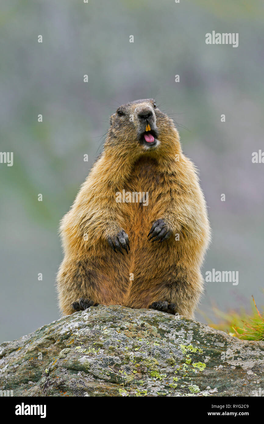 Alarmiert Alpine Murmeltier (Marmota marmota) Aufstehen und rufen Sie aus dem Gestein der Berge, Nationalpark Hohe Tauern, Kärnten, Österreich Stockfoto