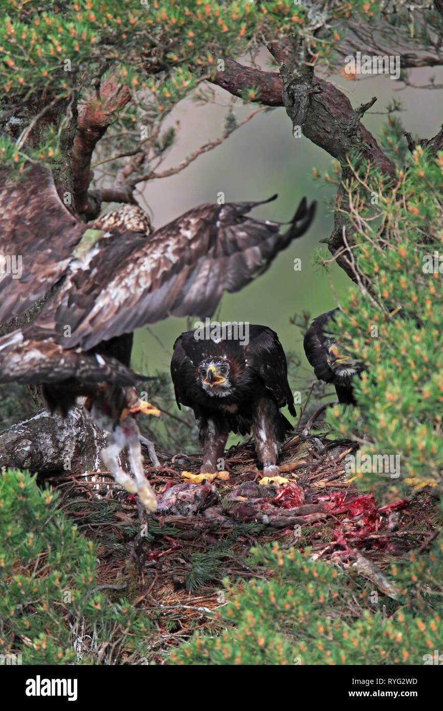 GOLDEN EAGLE (Aquila Chrysaetos) eaglets Blick auf als Erwachsene Beute bringt Nest, Schottland, Großbritannien. Stockfoto