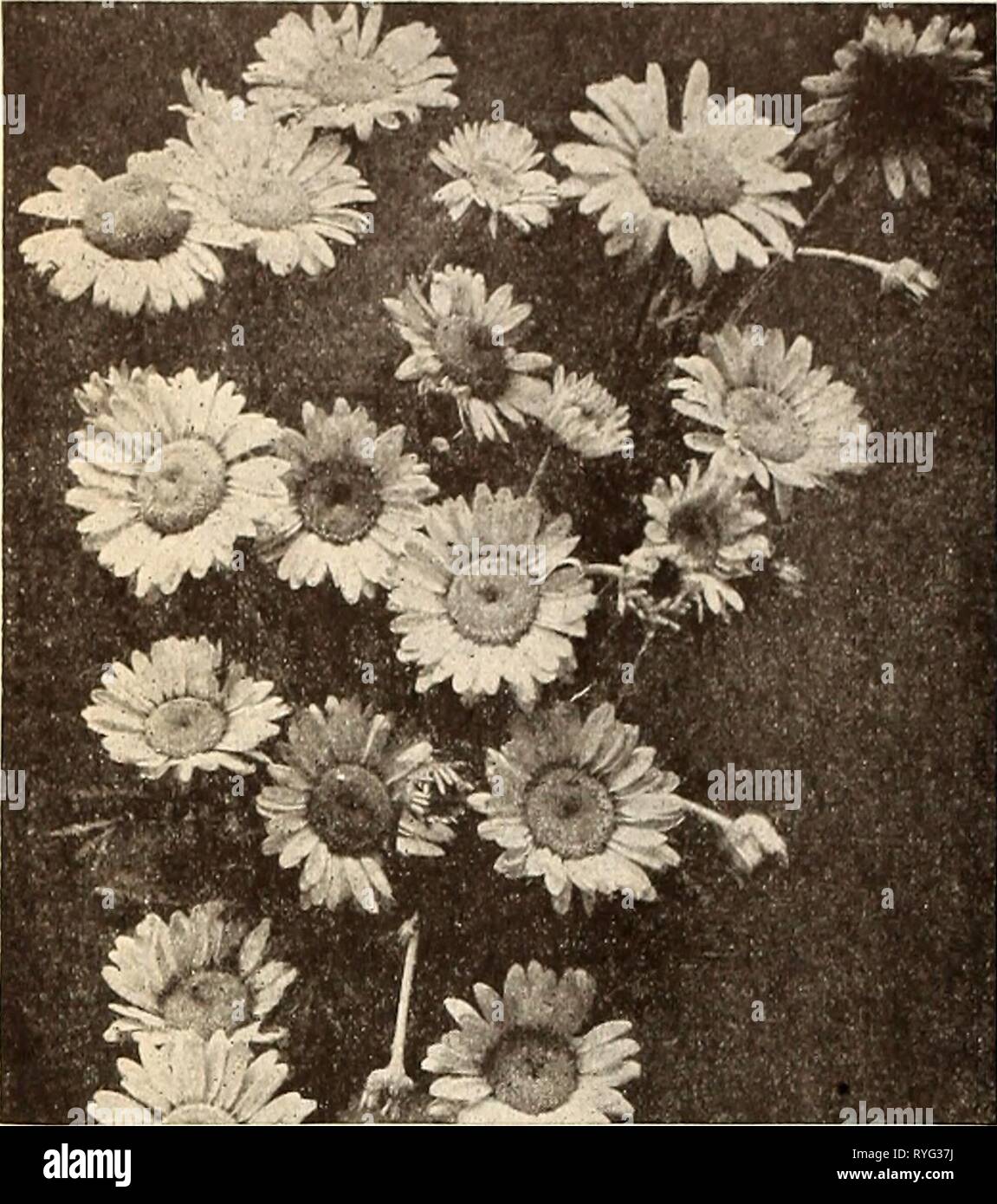 Dreer der Großhandel Preisliste für Floristen dreerswholesalep 1936 henr Jahr: 1936 DREER WÄHLEN SIE Winterharte Stauden, die wir kostenlos für Boxen oder Verpackung Anchusa myosotidiflora Eine völlig unterschiedliche Arten wächst, aber 10 bis 12 cm hoch, die im April und Mai Sprays der • ' t^M* ich schön Forget-Me-.'ot wie Blumen von einem blauen Farbe. S 2,00 pro dtz.; $ 12,00 pro 100. Anemone - Verschiedene Arten pro Doz. Pro 100 Pulsatilla 2 $ 50 $ 15 00 - rubra 2 50 15 00 Abies 2 50 15 00 Anthemis dolmetsch Perry's Vielfalt verbessert Golden marguerite eine wunderbare Verbesserung über den Bekannten Stockfoto