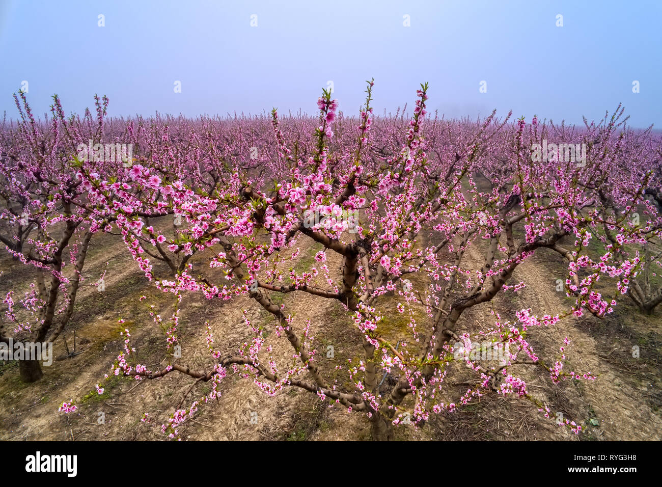 Luftaufnahme der Obstgarten der Pfirsichbäume in blühte im Frühjahr in der Ebene von Veria in Nordgriechenland Stockfoto