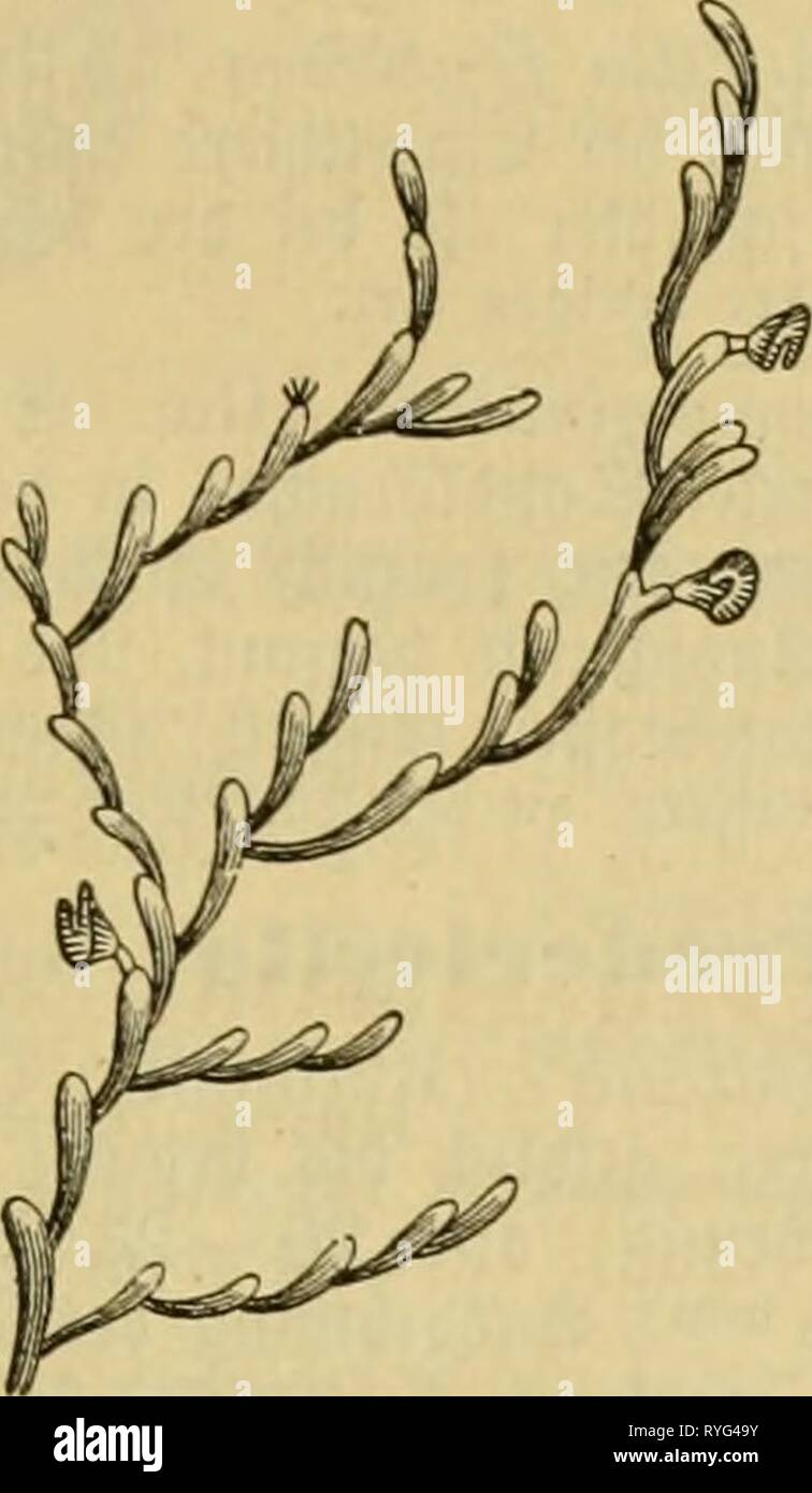 Dr. Johannes Leunis Synopsis der thierkunde. Ein Handbuch für höhere Lehranstalten und für alle, welche sich wissenschaftlich mit der Naturgeschichte der Thiere beschäftigen wollen drjohannesleuni 02 leun Jahr: 1883 Alcyonella Fungosa. (Sünde fenfvcc Burc^^te Schnitte^^ nittener erauggef (2: f) eil einer in einem Ich^^ enben cläftüde ft Ich? cionie, ich' auf einer S (^^e nittflä gefef; en; etnja 5 Mals i^ergrößert. 9 JJan erblicft bie 3 Icf) ren ber Sinjelt^ iere unb in Bereu@runbe eine Slnsalil Statcbtaften. m - 22. Plumatella repens. (Äin &Lt;2 tücf einer tviec^ cnbeu ÄoUniie, Natürlic^ ier © röge. 3 Snbitnbuen^ Stockfoto