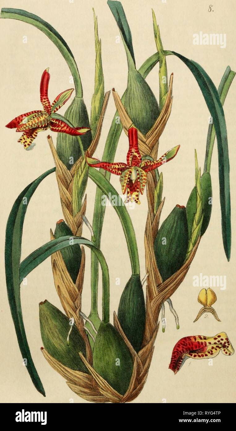 Edwards' botanische registrieren, oder, ornamentalen Blumen - Garten und Gebüsch.. edwardsbotanical 25 edwa Jahr: 1829-1847, WF," i) rot* e d, l'nch 'Limd^^^ c, /, 4, [iccadlll!/Mar^l ich ^^S Stockfoto
