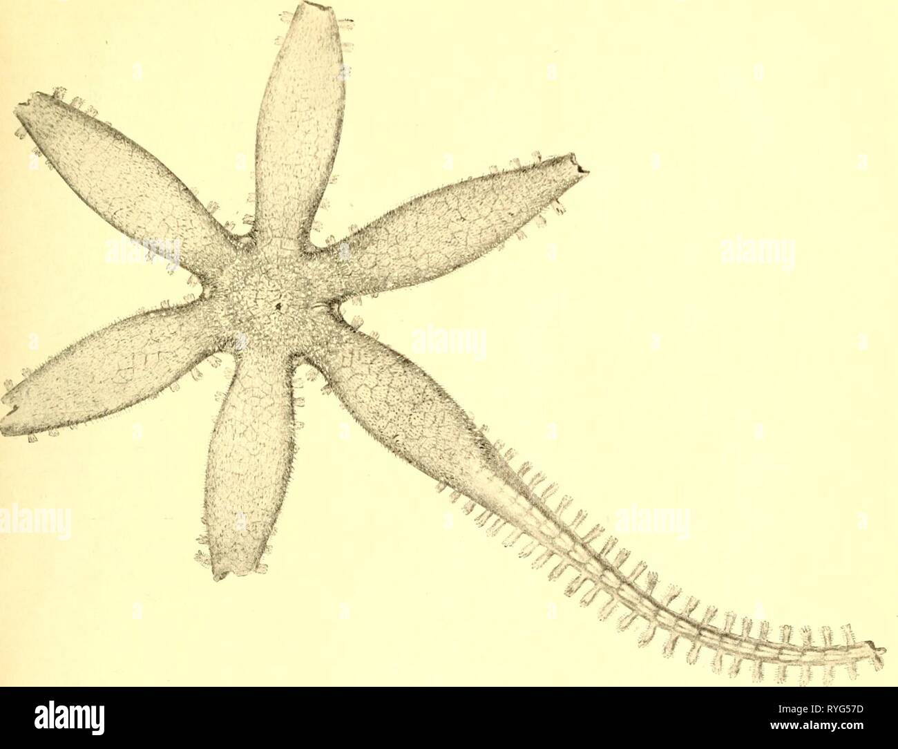 Stachelhäuter stachelhäuter 00 grie Jahr: 1921 EILANT. DEEP-SEA EXPED. 1910 VOL. [Ii] STACHELHÄUTER 31 Abb. 10. Freyella sexradiata Ed. Perrier von stat. 10. Abactinal, vergrößert 3 Mal. Familie von Brisingidce 1), ein Name, den er in "Noten von Freyella Asteroidea II" 2). Freyella sexradiata wurde erstmals 1883 durch den "Talisman" nördlich der Azoren (stat gefunden. 134, 42°19' N 53°36'W., 4060 m.) Er später vom Fürsten von Monaco an zwei Stationen zwischen den Azoren und Portugal, 4020 m. und 4360 m. Das 'Michael Sars' erhalten Sie in der Bucht von Biskaya. Freyella sexradiata Stockfoto