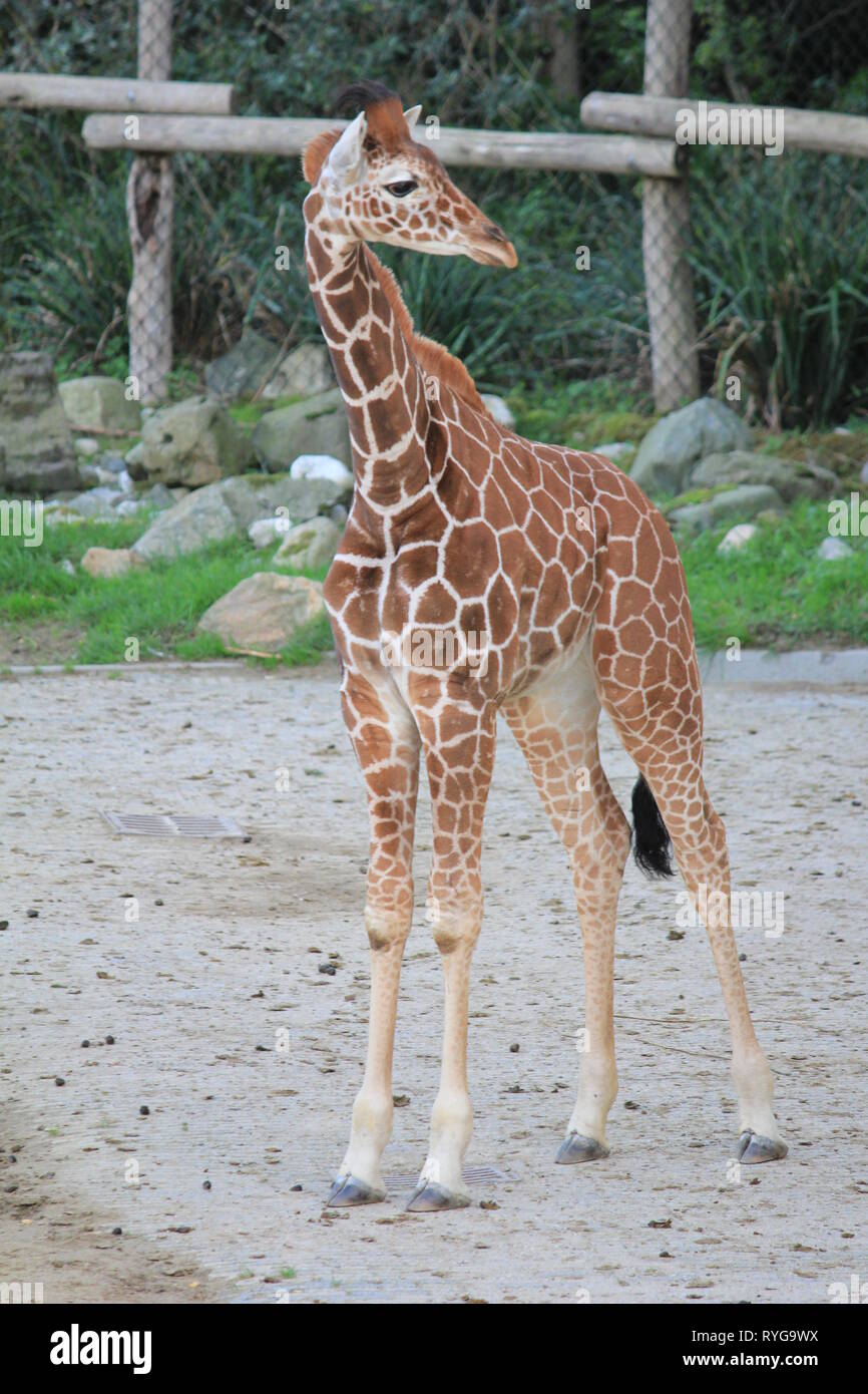 Giraffe im zoo Stockfoto