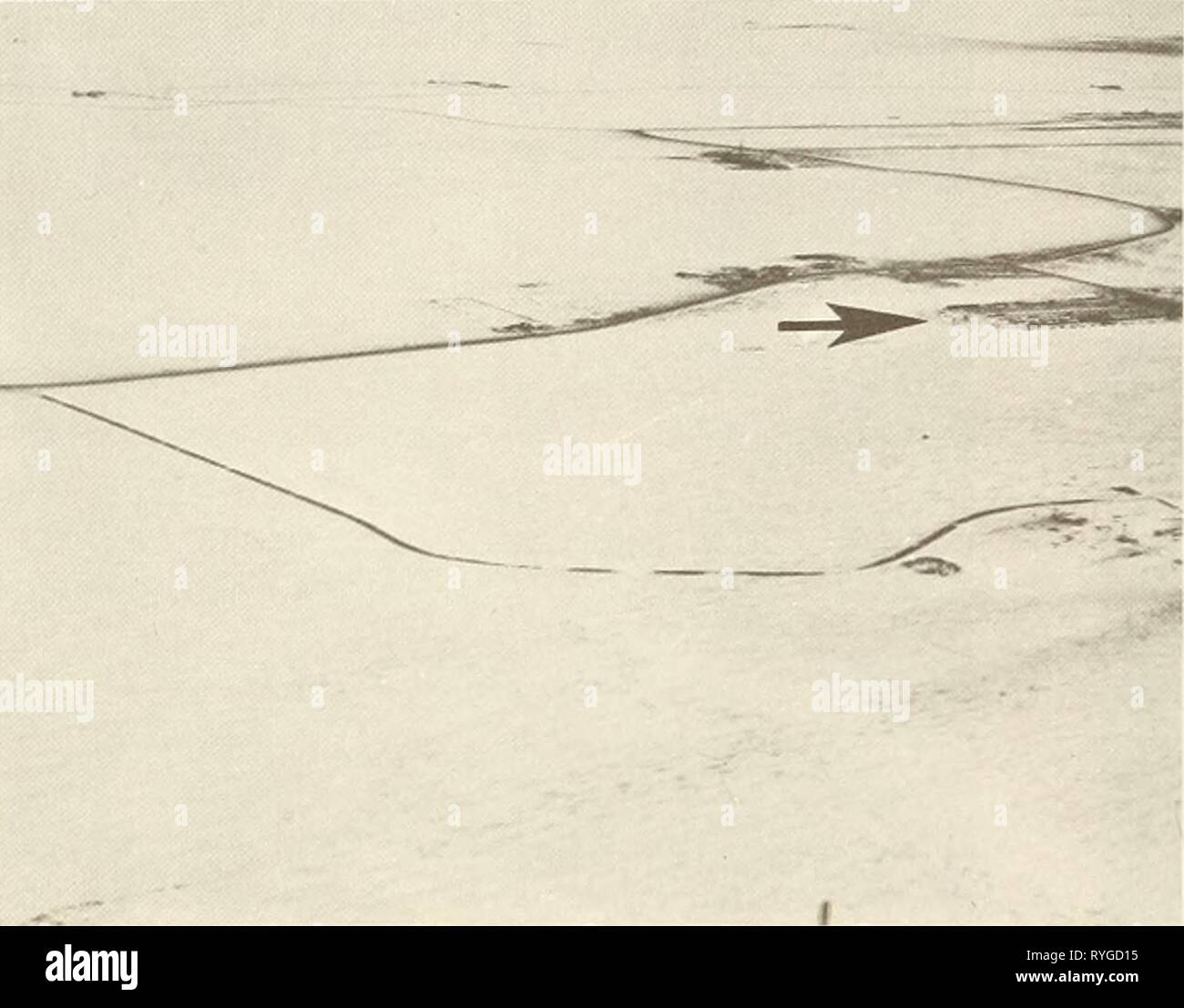 Ökologische Untersuchungen der Tundra biome in der Prudhoe Bay, Alaska ecologicalinvest 00 brow Jahr: 1975 46 Stockfoto