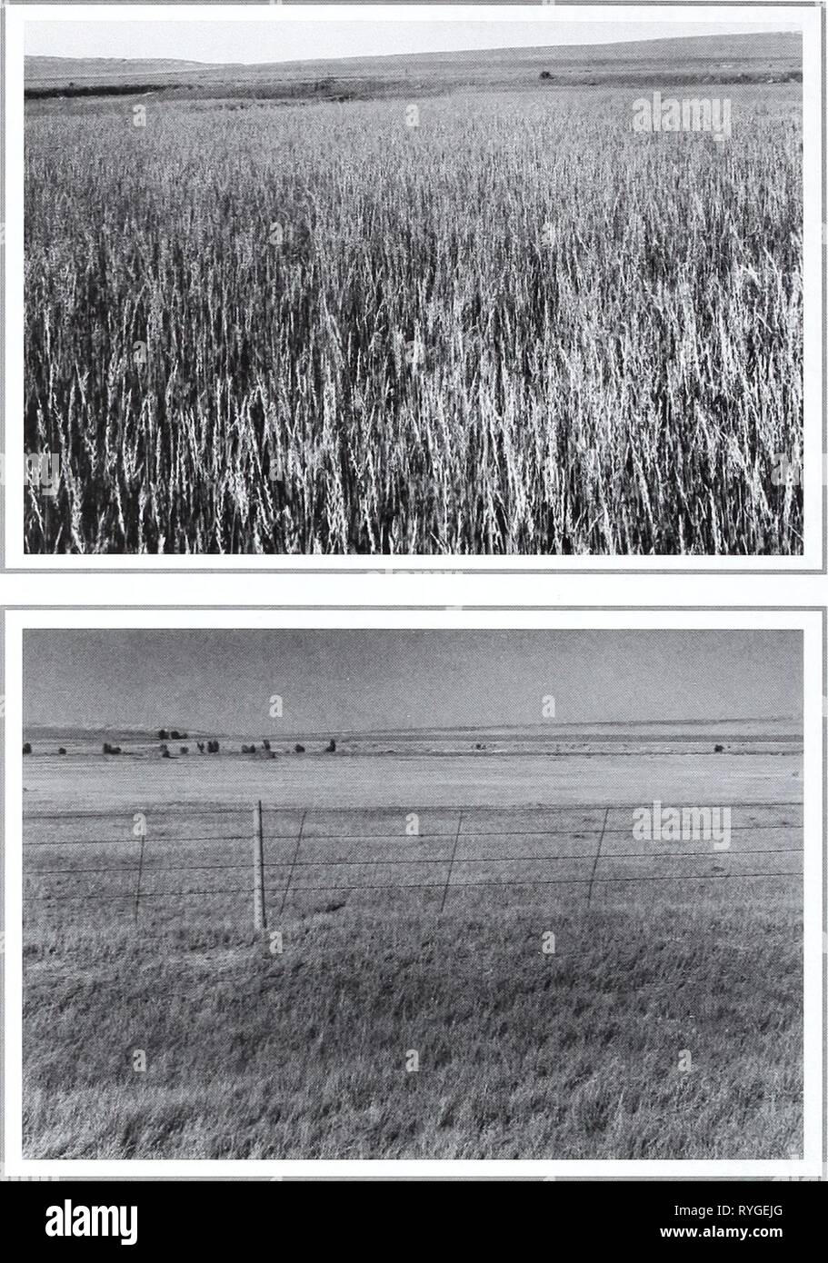 80 Jahre der Vegetation und Landschaft Veränderungen in den nördlichen Great Plains: Eine fotografische eightyyearsofveg 45 klem Jahr: 2001 Original Foto Juli 6, 1927. Shantz V -3-1927. Mit Blick nach Osten. Erste Wiederholungsprüfung und Beschreibung August 11, 1960. W. S. S., E -8-1960. Dr. Shantz 'original Bild zeigt ein fast reines Stand von Agropyron smithii. Wenn die 1960er Bild aufgenommen wurde gab es sehr wenig von diesem Gras, es vor allem Koeleria cristata (von Phillips 1963, S. 129). Die zweite Wiederholungsprüfung August 3, 1998. Kay -4358-15. Stockfoto