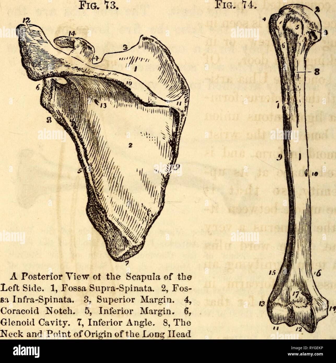 Elementare Anatomie und Physiologie: für Hochschulen, Akademien und andere Schulen elementaryanato 00 hitc Jahr: 1869 58 H I T C II C O C K' S ANATOMIE der Trizeps Muskel. 9, Posterior oder eine anteriore Ansicht des Humerus von Th "Vertebralen Marge. 10, die Wirbelsäule. 11, acht Seite. 1, die Welle, oder Diaphysis von glatten Facette für den M. trapezius. die Knochen. 2, den Kopf. 3, Anatomische 12, schulterdach. 13, nahrhaften Fo-Ausschnitt. 4, größere Tuberosity. 5, Weniger raraen. 14, Coracoid Process. 15, Teil der Tuberosity. 6, der Bicipital Groove. 7, die Herkunft der Deltoideusmuskel. Externe Bicipital Stockfoto