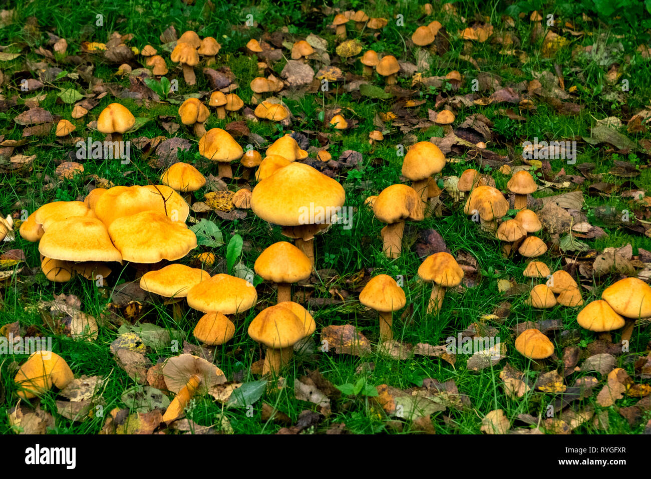Pilz Jahreszeit in der Region Suwalki im Nordosten Polen während der Herbstmonate Stockfoto