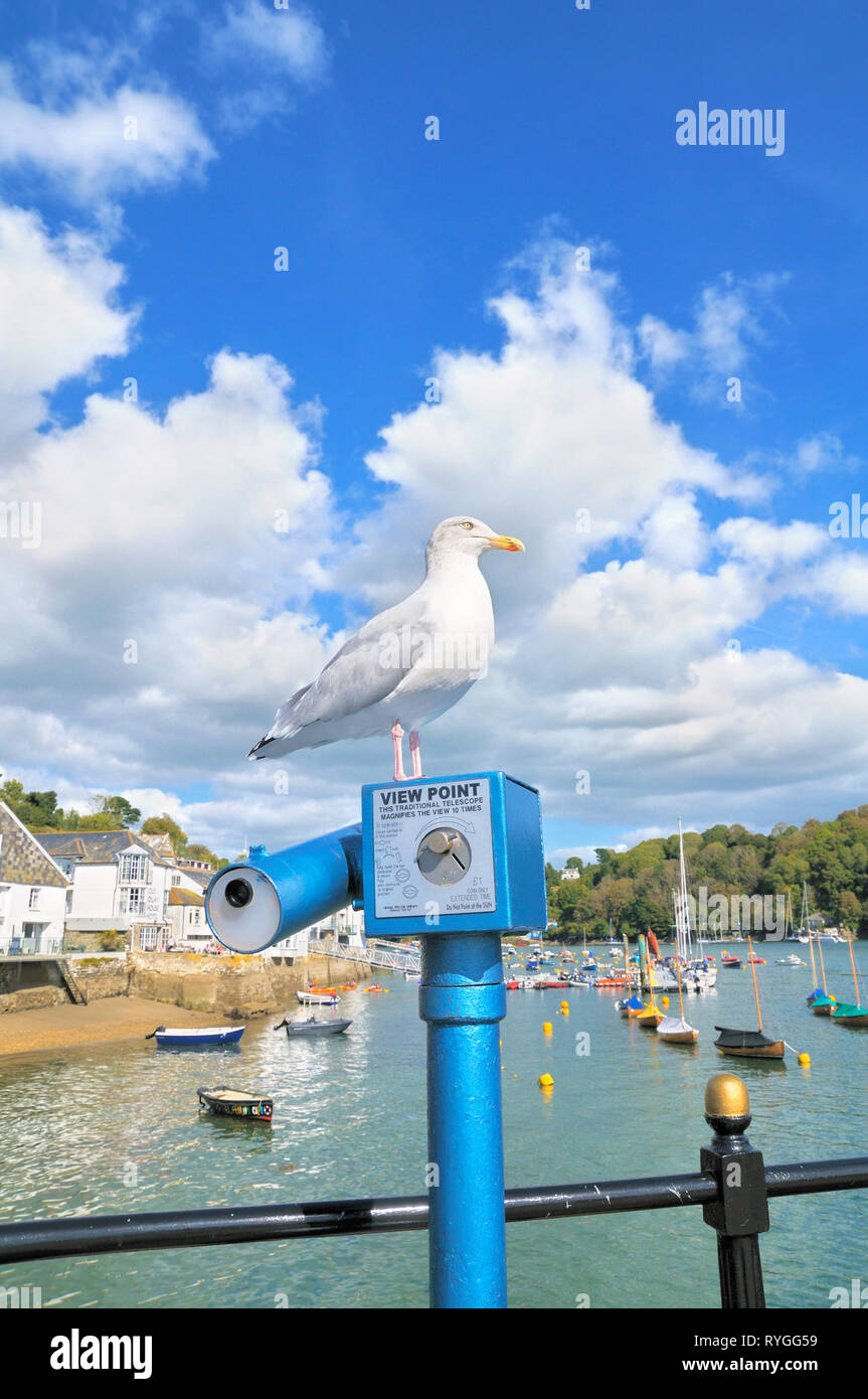 Seagull (Hering Gull) thront auf einem traditionellen Münzfernrohr mit View Point, Town Quay, Fowey, Cornwall, England, Großbritannien Stockfoto