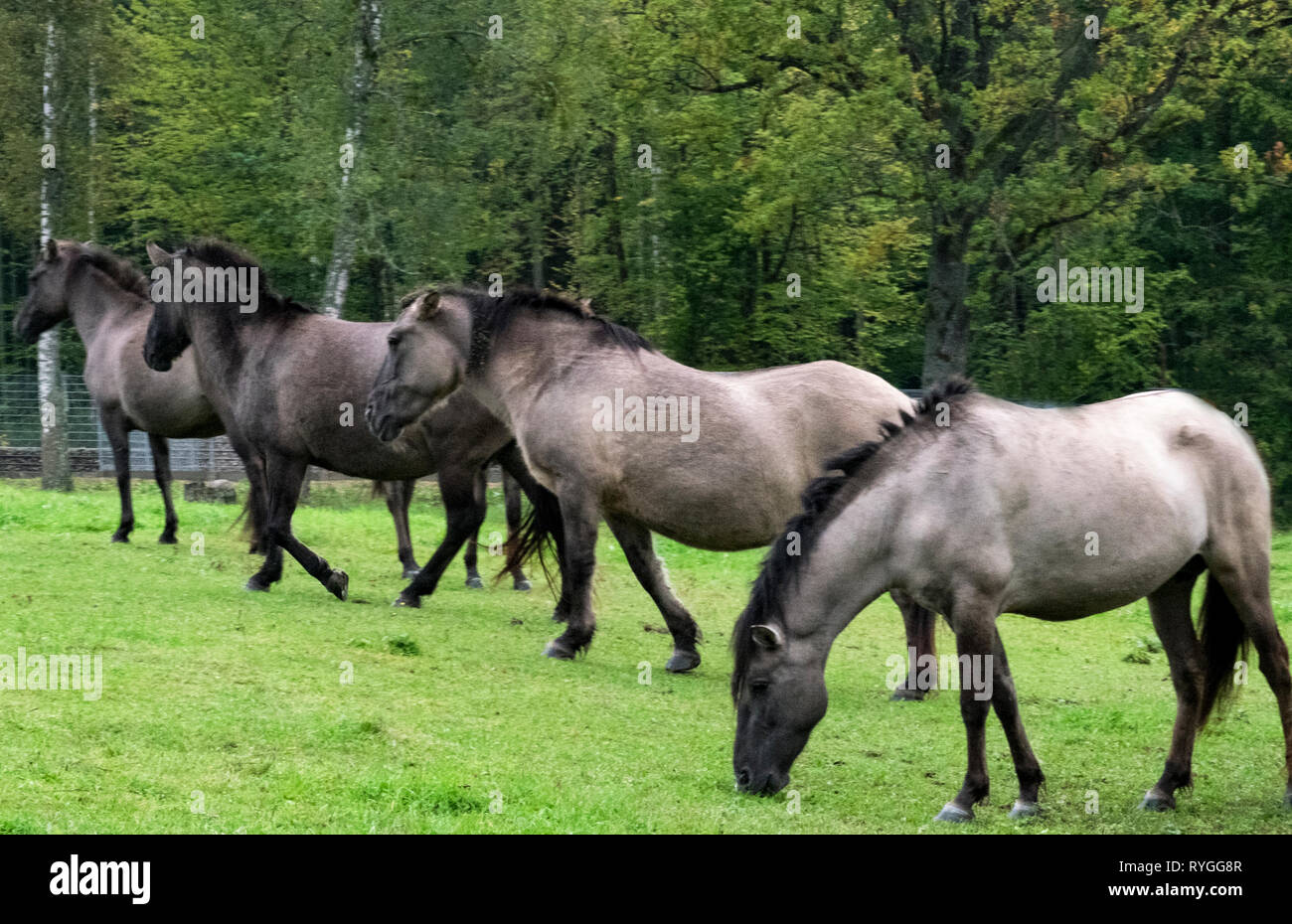 Eine Herde von der berühmten und seltene konik Pferde von Bialowieza Nationalpark im östlichen Polen geglaubt, Nachfahren der prähistorischen Tarpan Pferd zu werden. Stockfoto