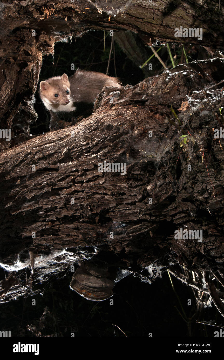 Steinmarder - Martes foina, zwischen den Ästen eines Baumes, die nächtliche Säugetier Stockfoto