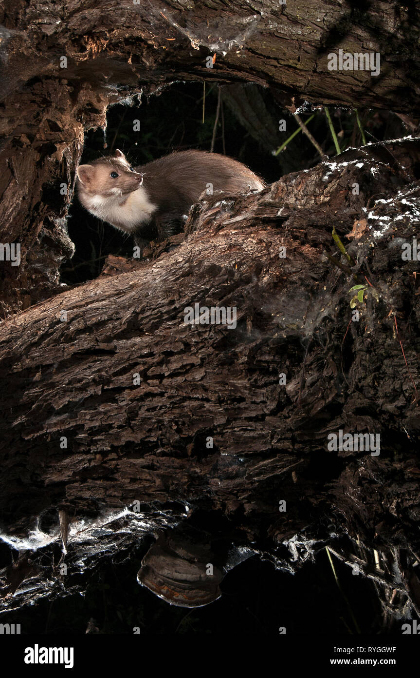 Steinmarder - Martes foina, zwischen den Ästen eines Baumes, die nächtliche Säugetier Stockfoto