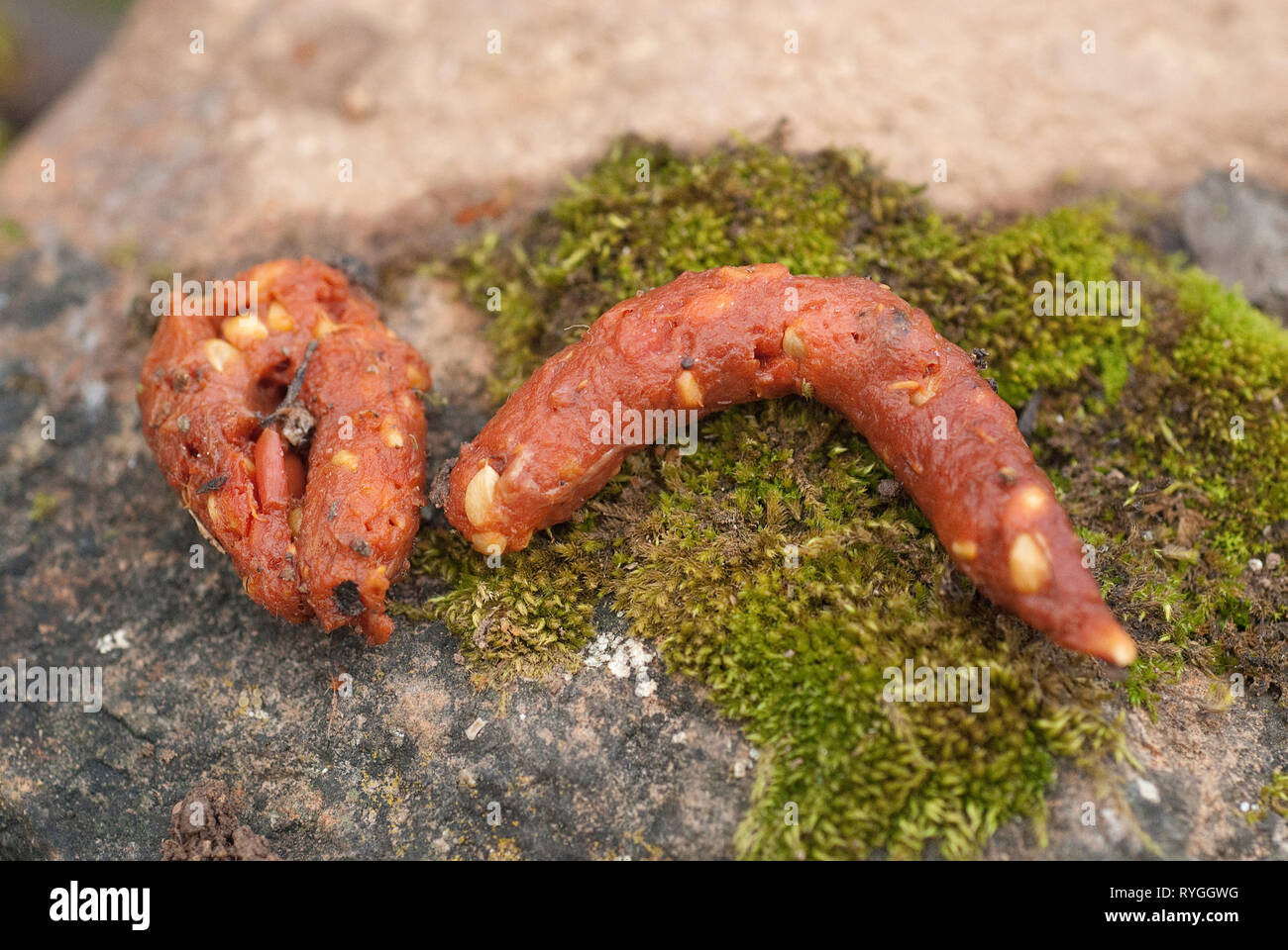 Steinmarder - Martes foina, Exkremente, nächtliche Säugetier Stockfoto
