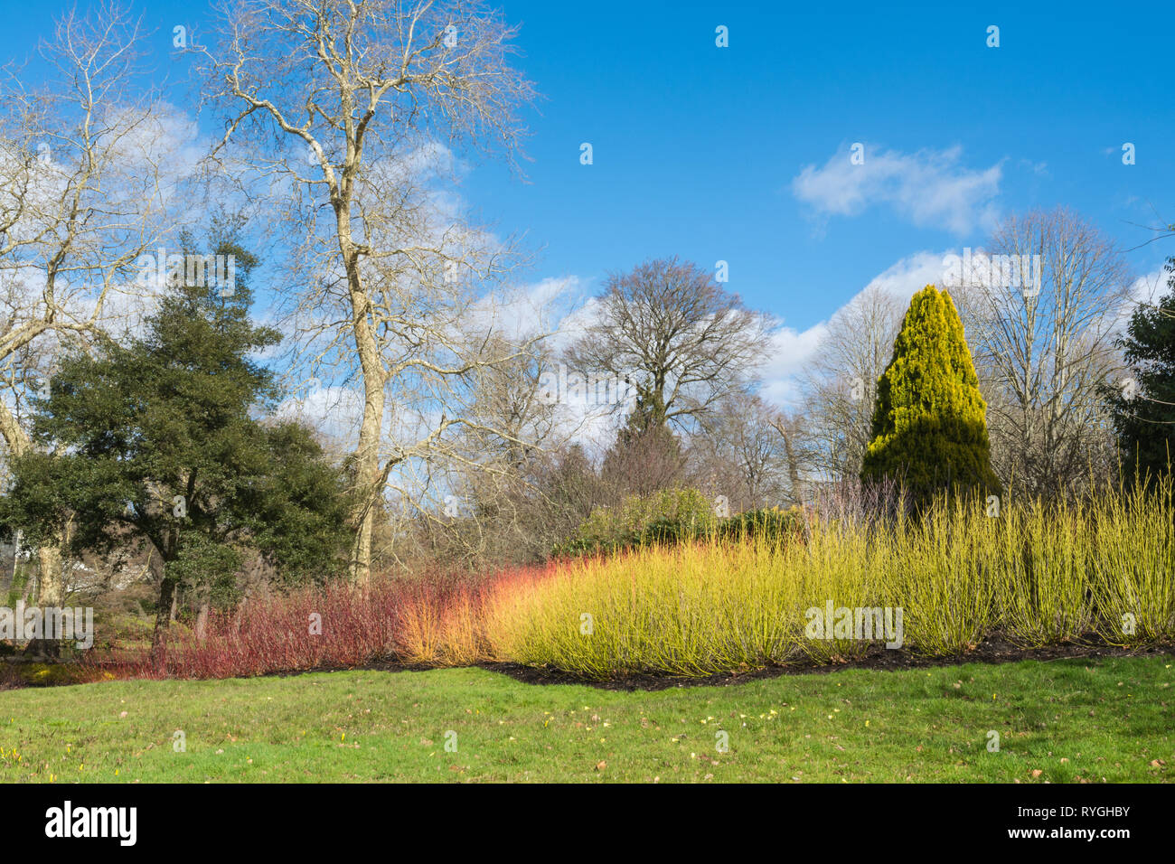 Savill Garden im März mit bunten stammt von Salix alba oder Hartriegel, Surrey/Berkshire, Großbritannien Stockfoto