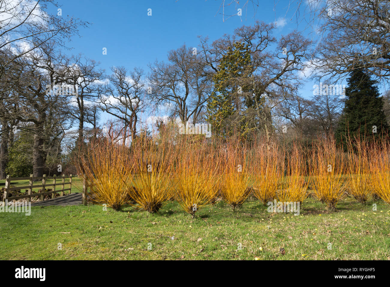 Savill Garden im März mit bunten stammt von Salix alba britzensis vitellina 'var' oder Scharlach Willow, Surrey/Berkshire, Großbritannien Stockfoto