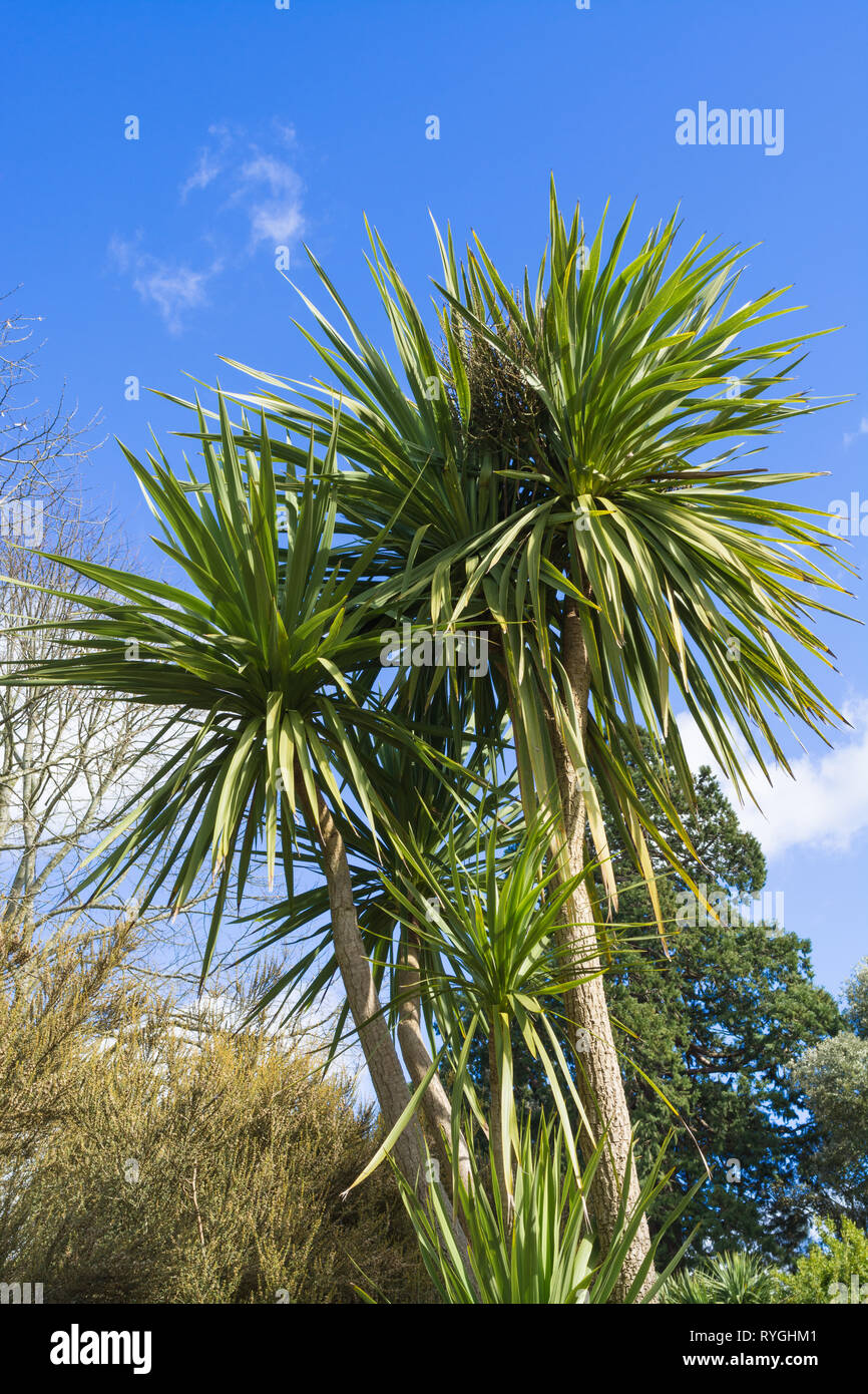 Cordyline australis (Ti), die gemeinhin als Cabbage Tree oder cabbage Palm, endemisch in Neuseeland, in einer britischen Garten Stockfoto