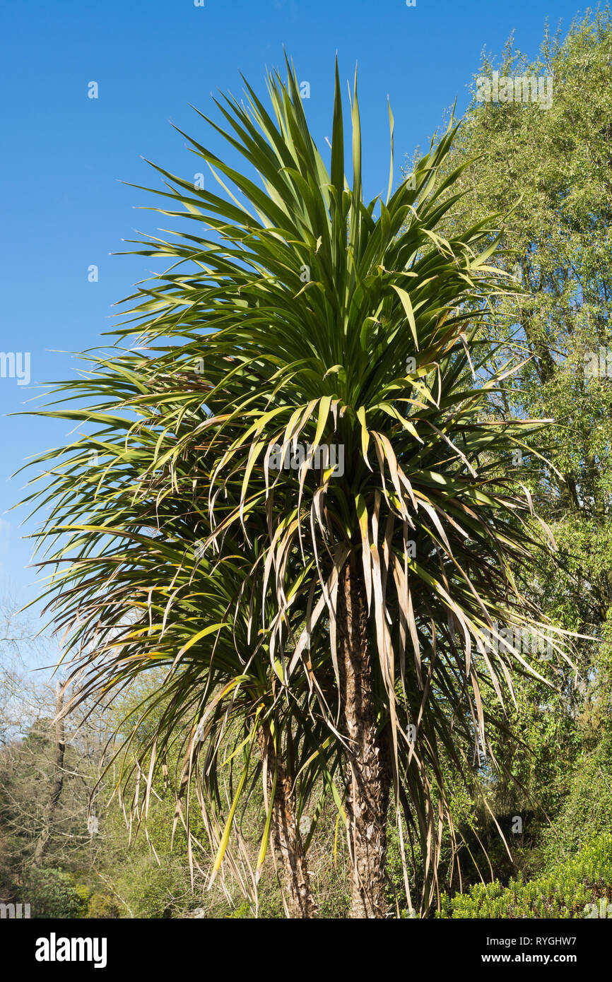 Cordyline australis (Ti), die gemeinhin als Cabbage Tree oder cabbage Palm, endemisch in Neuseeland, in einer britischen Garten Stockfoto