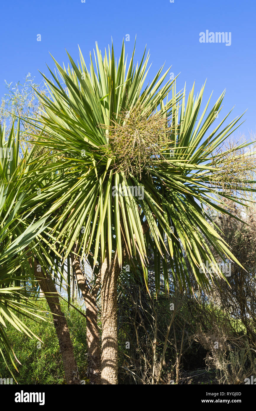 Cordyline australis (Ti), die gemeinhin als Cabbage Tree oder cabbage Palm, endemisch in Neuseeland, in einer britischen Garten Stockfoto