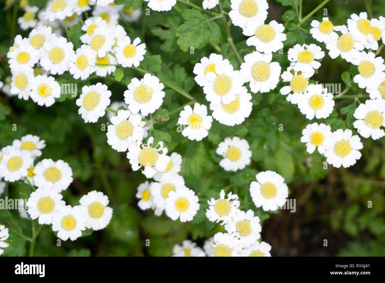 Grasgrün und Kamillen in der Natur Stockfoto