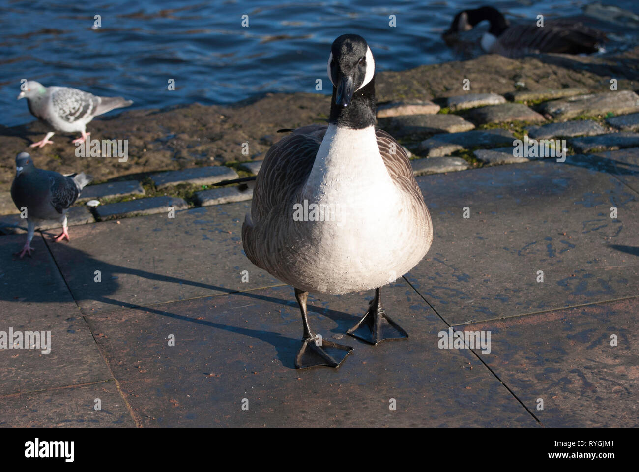 Gänse neben Canal an Castlefields, Manchester. Stockfoto