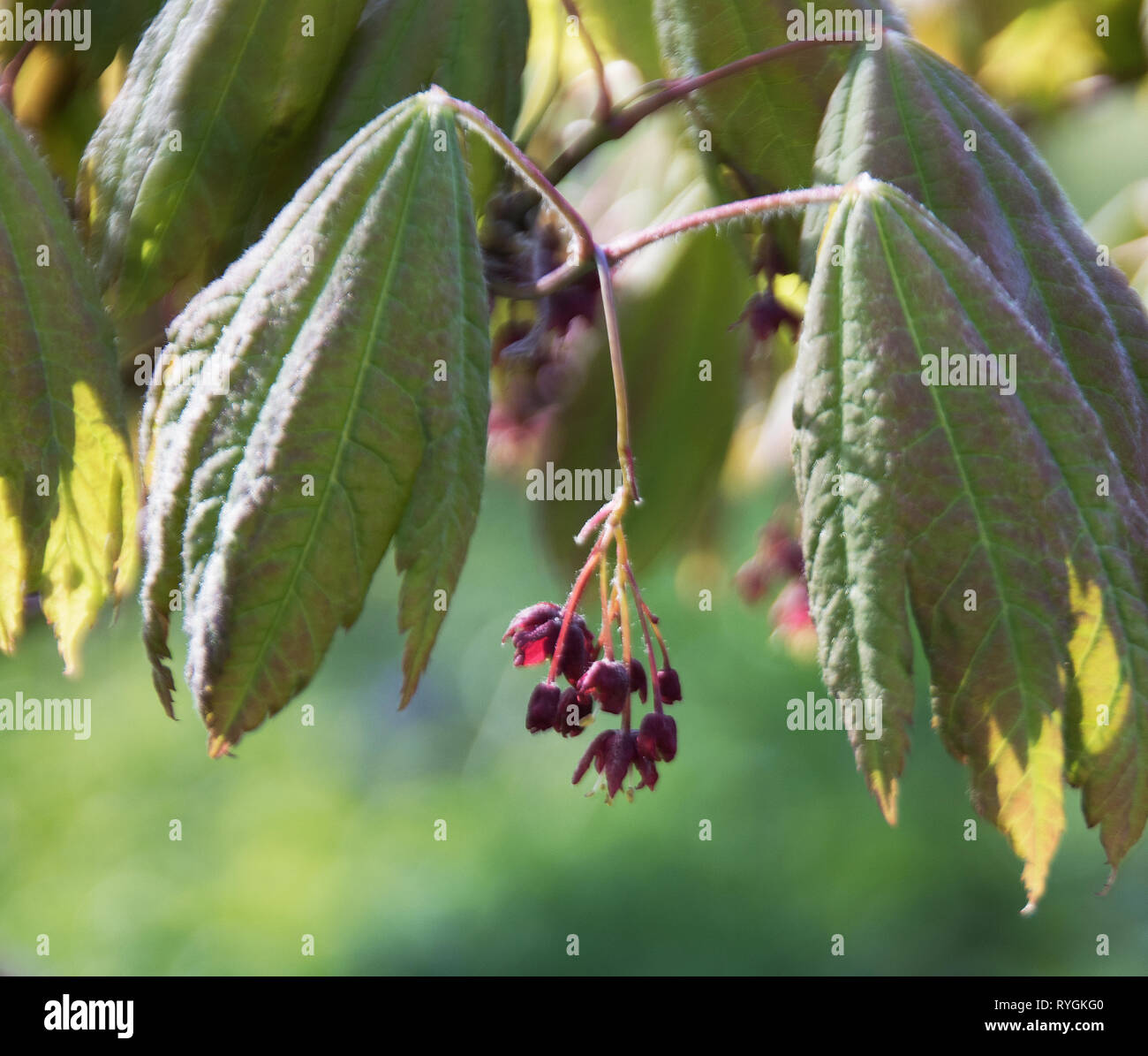 Acer rubrum ein Cluster von roten Blüten und Blätter entfaltet im Frühjahr das Morgenlicht. Stockfoto