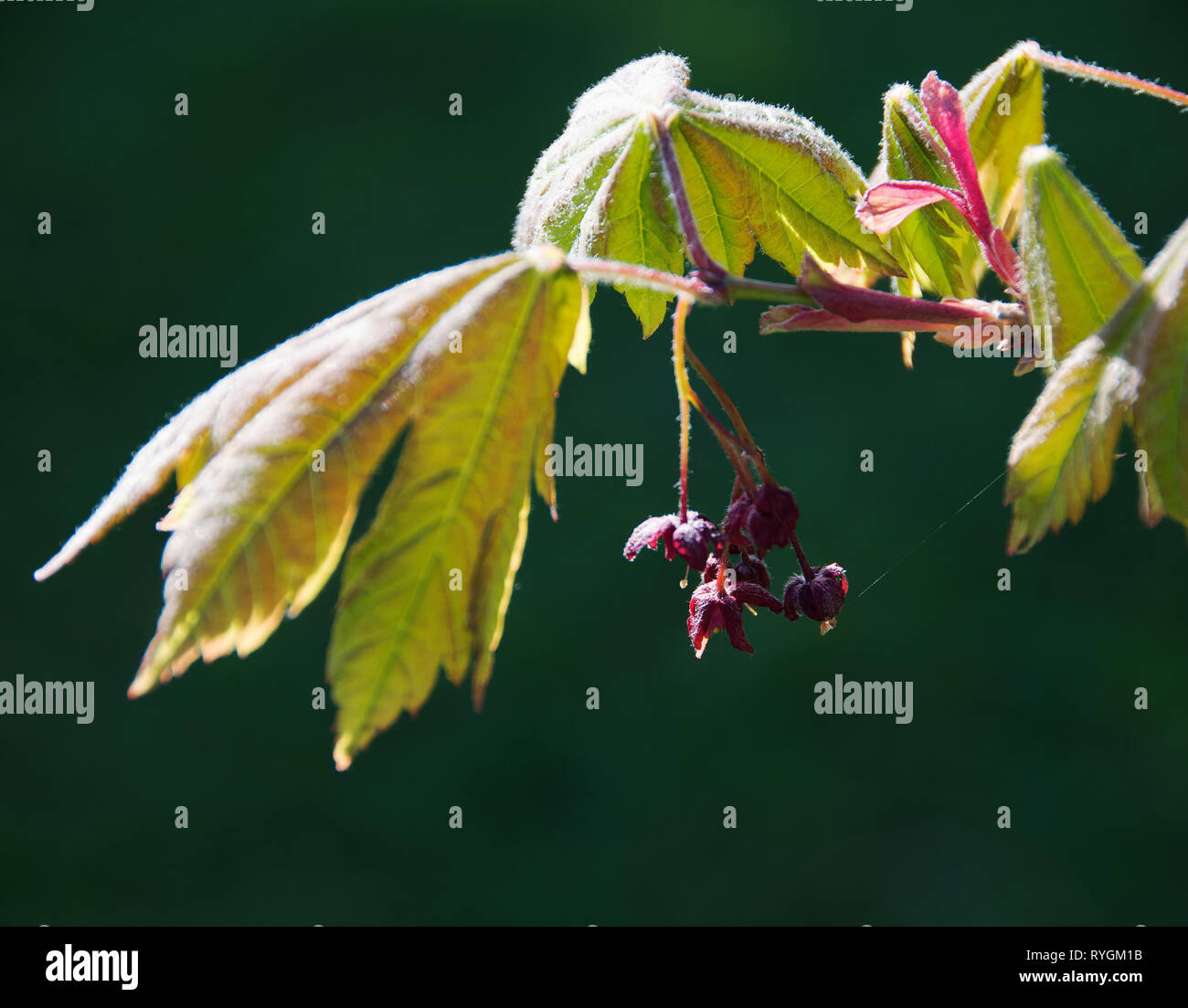 Red Maple Blumen, Acer rubrum Stockfoto