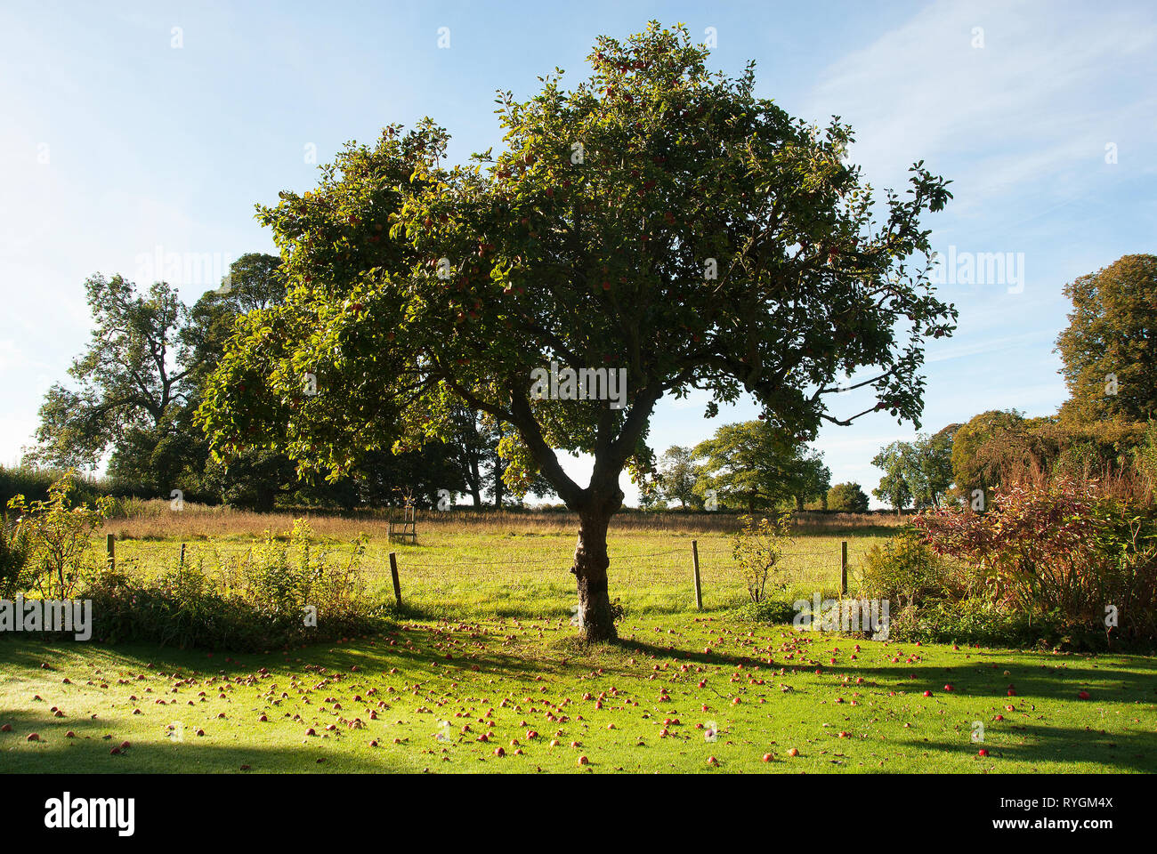 Apple' Winston "Beladen mit roten Äpfeln in einem alten Obstgarten in Lincolnshire Stockfoto