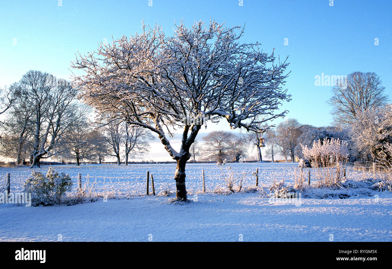 Apple 'Winston' im Schnee Stockfoto